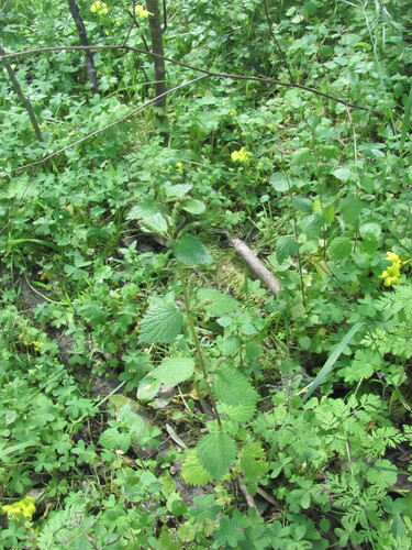 Urtica membranacea, photograph 6