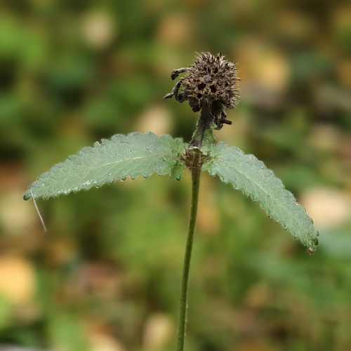 Наблюдение на iNaturalist