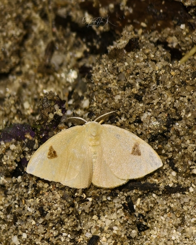 Arctornis discirufa