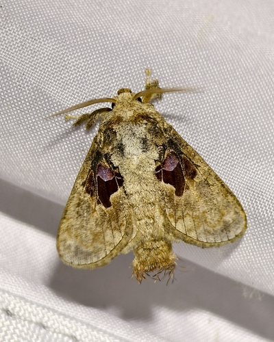 Chalcoscelides castaneipars