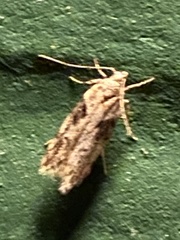 Chionodes mediofuscella