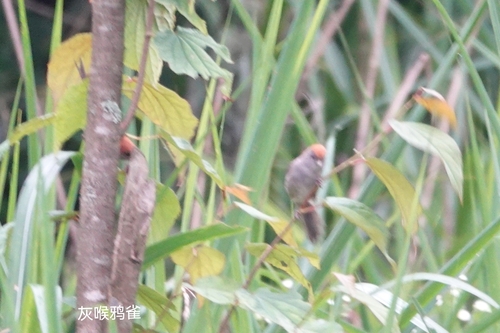 Ashy-throated Parrotbill