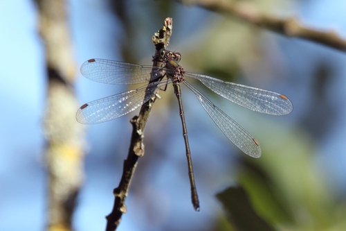 Western Willow Spreadwing
