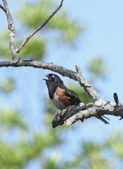 Pipilo erythrophthalmus alleni