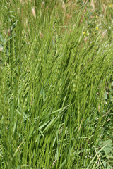 Aegilops cylindrica