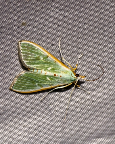 Arthroschista hilaralis