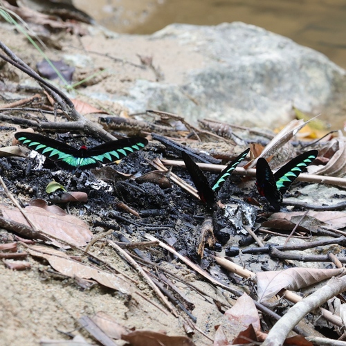 Rajah Brooke's Birdwing