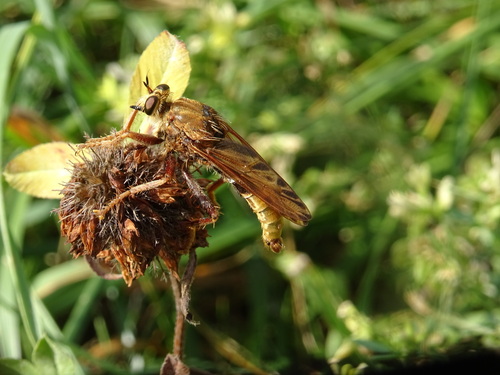 Hornet Robber Fly
