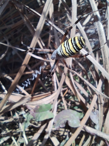 Wasp Spider