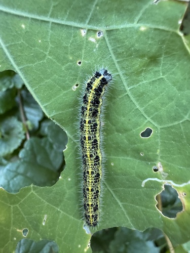 Large White