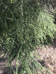 Melaleuca irbyana