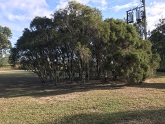 Melaleuca irbyana