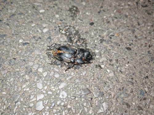 Serrognathus titanus platymelus