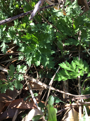 Artemisia vulgaris