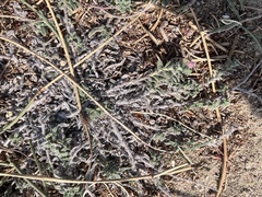 Echium angustifolium