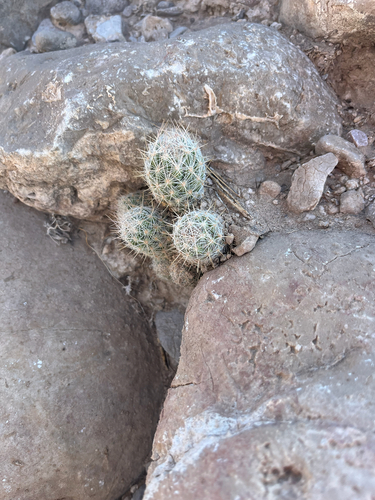 Whitecolumn Foxtail Cactus