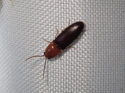 Anchastus observed 2026-09-06