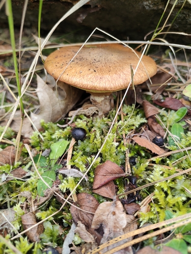 Purple-veiled Slippery Jack