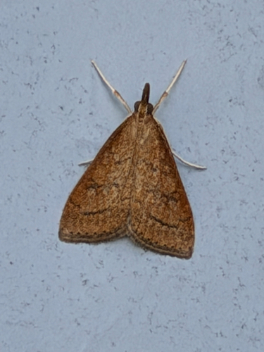Celery Leaftier Moth