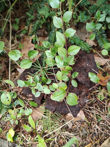 European Dyer's Polypore