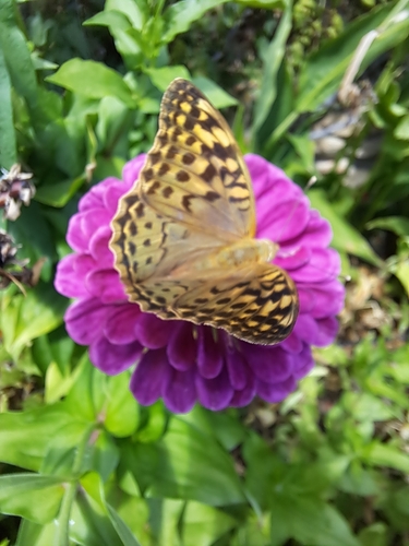 Cardinal Butterfly