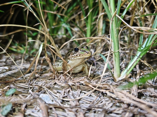 Black-spotted Frog