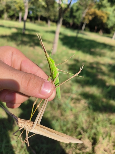 Oriental Longheaded Locust