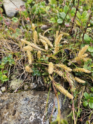 northern spikemoss