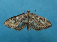 Anania tertialis