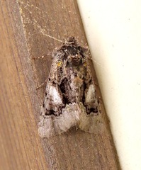 Behrensia conchiformis