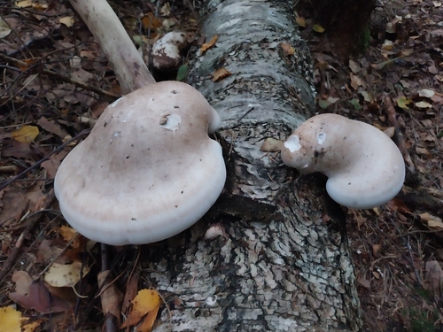 birch polypore