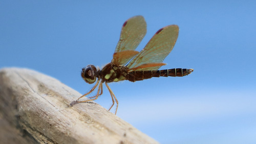 Eastern Amberwing