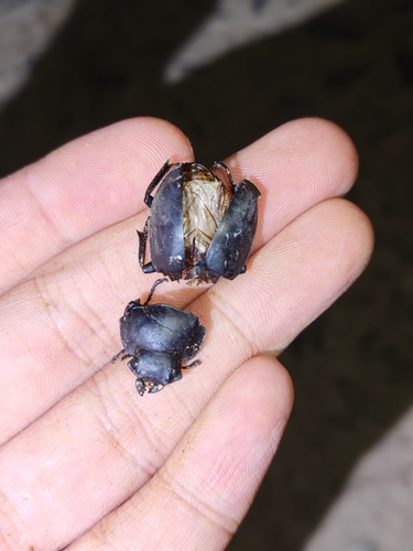 Odontolabis platynota