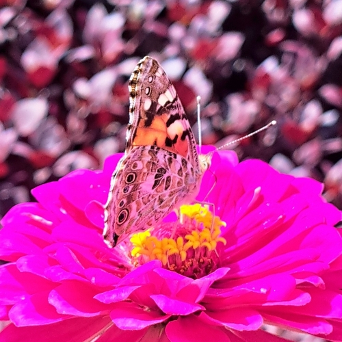 Painted Lady