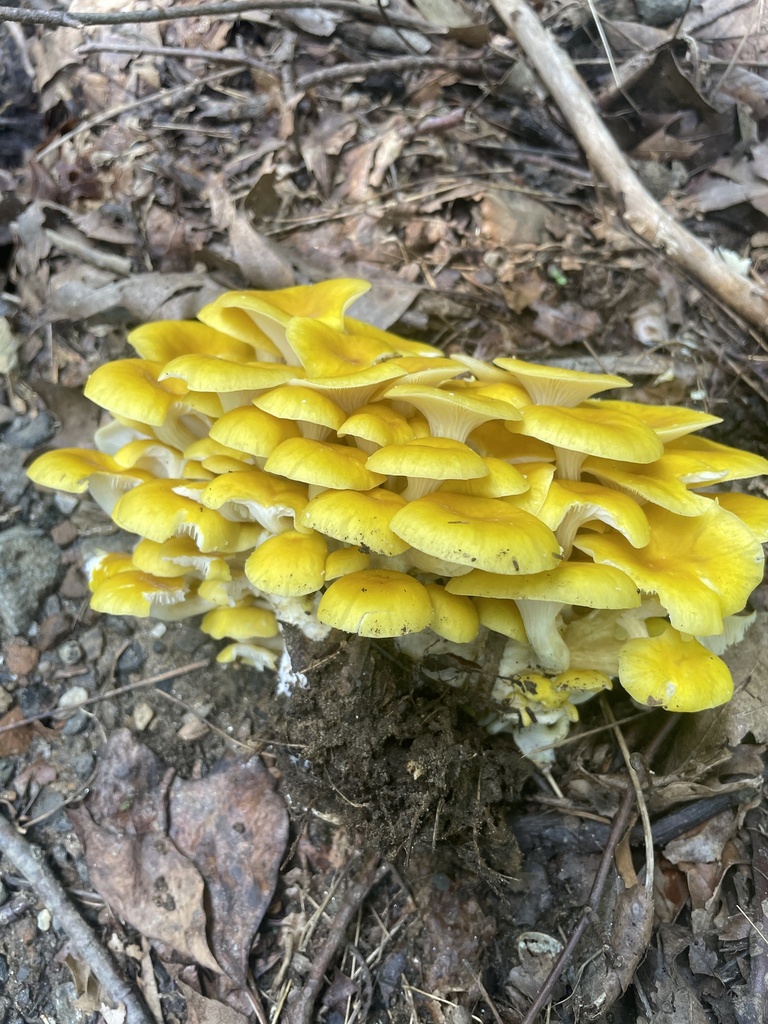 Golden Oyster Mushroom · September 2026 · photo: Photo: no rights reserved · iNaturalist