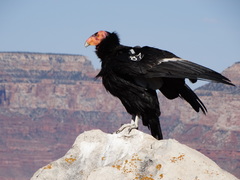 California Condor photo 3