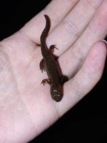 Oriental Fire-bellied Newt