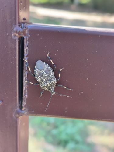 Yellow-spotted Stink Bug