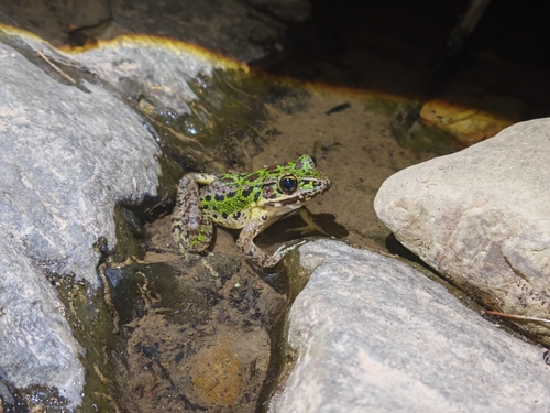 Tianmu Sharp-nosed Frog