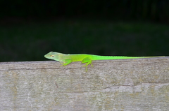 Anolis marmoratus
