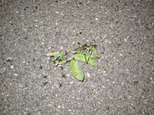 Chinese Reddish Mantis