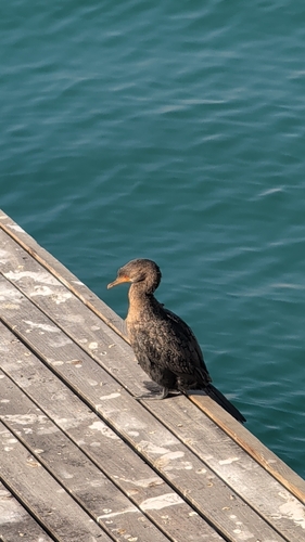 iNaturalist image