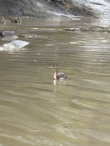 Great Grebe