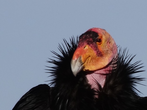 California Condor photographed in Arizona