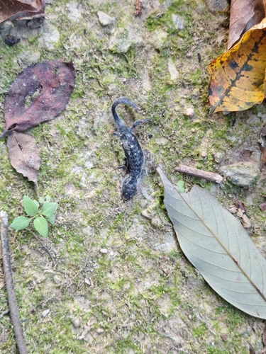 Oriental Fire-bellied Newt