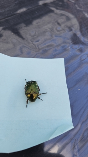 European Rose Chafer