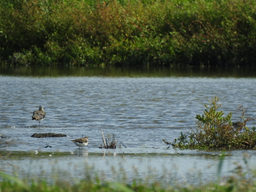 iNaturalist image