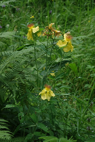 Hypericum ascyron, photograph 2