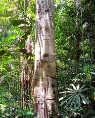 Dipterocarpaceae