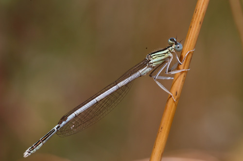 White Featherleg, photo 5 of 9